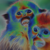 monkeys monkeys